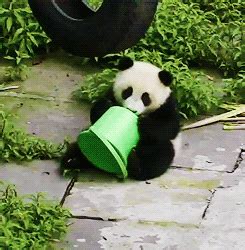 giphy bear|Pants Bear.